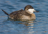 Male Ruddy Duck