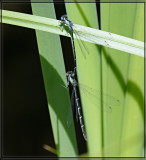 Dragonflies