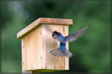 Tree Swallow