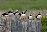 Atlantic Puffins