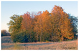 Fall color1, Kane County