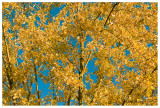 Fall color3, Kane County