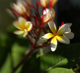 Frangipani