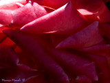 Pinkness