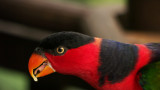 Lorikeet 01.jpg