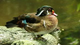 Carolina Wood Ducks (2).jpg