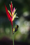 Sunbird 04.jpg