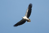 White-breasted Sea Eagle_2489.jpg