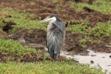 Black-headed Heron 7587.JPG