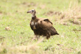 Hooded Vulture 466.JPG