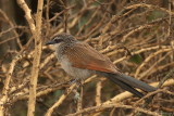 White-browed Coucal 6643.JPG