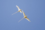 White-tailed Tropicbird_7387b.jpg