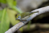 Christmas Island White-Eye_7450b.jpg
