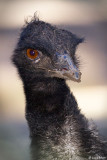 Australia 2008