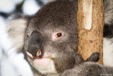Koala Park, Sydney