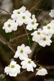 Dogwood Tree - 26th April 2008