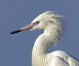 Reddish Egret (White Morph) Close-up