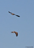 Tables turn and Peregrine chases Harrier