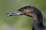 Cormorant courtship - offer stick to mate
