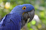 Hyacinth Macaw, largest parrot of all