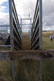 Kalbar saleyards4.jpg