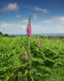 Foxglove near Masham DSC_0305