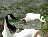 Swan Attacks!  DSC_2633
