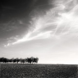 Trees & Clouds