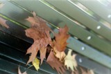 It' s autumn in Milan