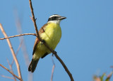 Great Kiskadee