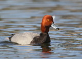 Redhead