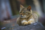 DSC05034vn-800.jpg