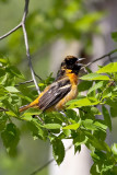 Baltimore Oriole