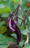 _MG_1491 Asian Eggplant