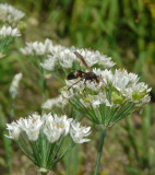 P1010620 Paper Wasp on Garlic Chives