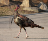 _MG_6925 Male Turkey Attitude