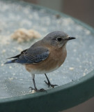 _MG_7351 70-200 Mrs. Bluebird