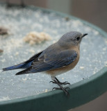 _MG_7352 70-200 Mrs. Bluebird