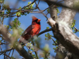 _MG_8481 Cardinal