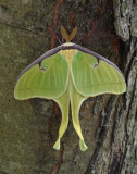 P1040779 Luna Moth