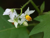 _MG_9708 Horse Nettle Flower