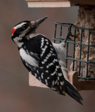 _MG_0946 Male Hairy Woodpecker