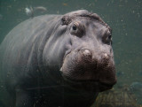 _MG_0685 Hippo at the Camden, NJ Aquarium