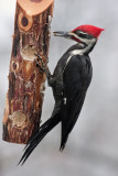 _MG_1076 Male Pileated Woodpecker