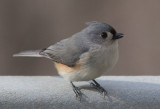 _MG_0053 Tufted Titmouse