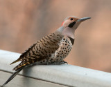 _MG_1202 Male Yellow Shafted Northern Flicker