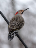 _MG_0100 Northern Flicker