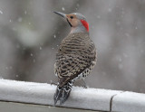 _MG_0116 Northern Flicker