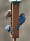 IMG_0439 Three Bluebirds