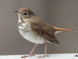 _MG_0132 Hermit Thrush - ISO 3200